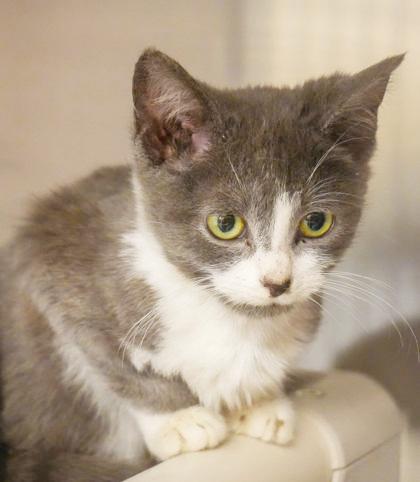 Jill is a silver and white angel!, a Adoptable mixed breed in Bedford Hills, NY image 6/6