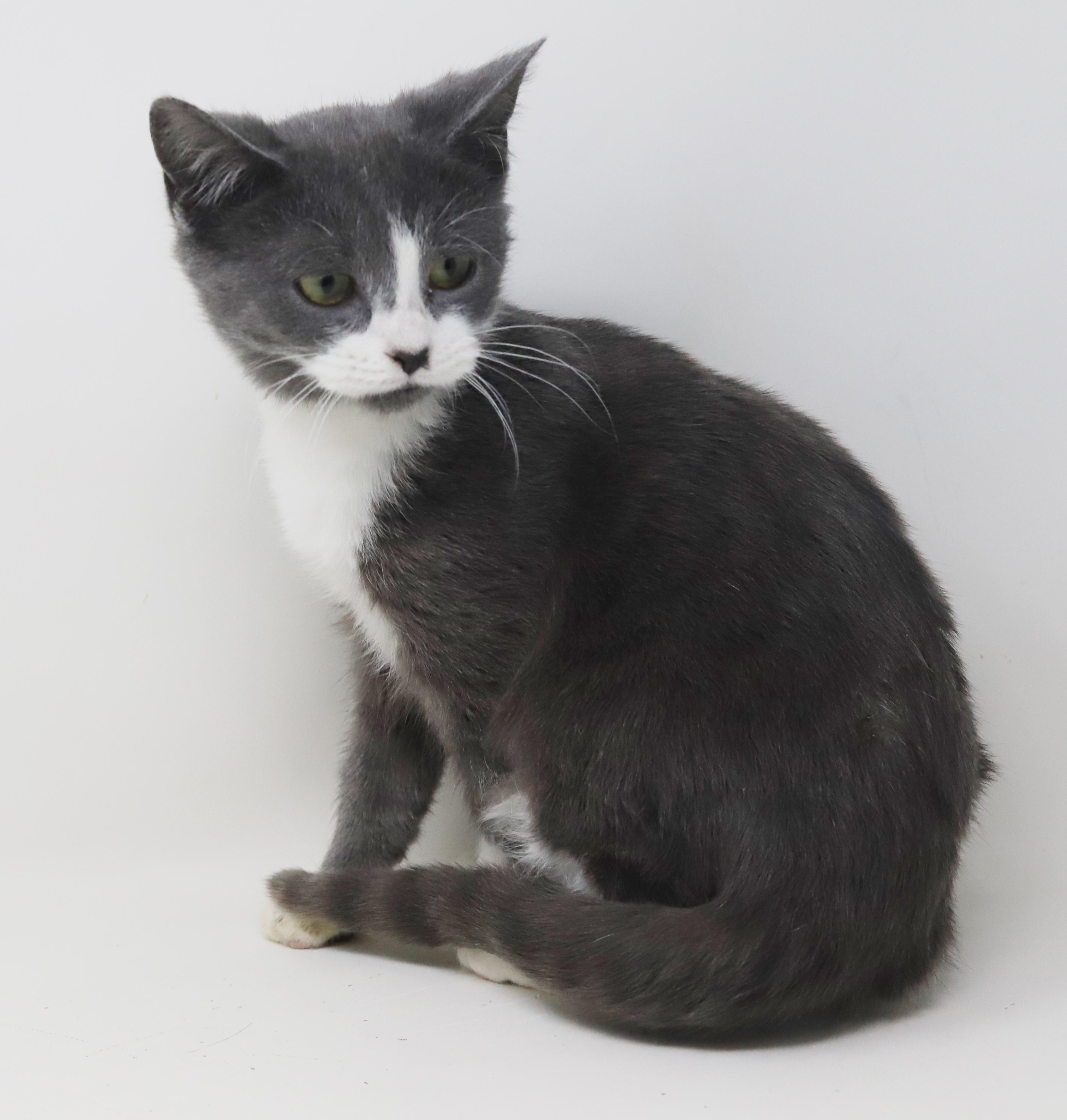 Jill is a silver and white angel!, a Adoptable mixed breed in Bedford Hills, NY image 5/6