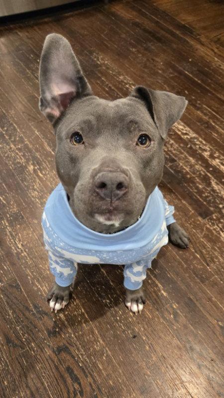 Enlarge Macy, a Adoptable Pit Bull Terrier in East Derry, NH image 1/3