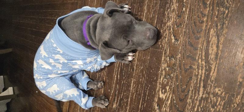 Enlarge Macy, a Adoptable Pit Bull Terrier in East Derry, NH image 2/3