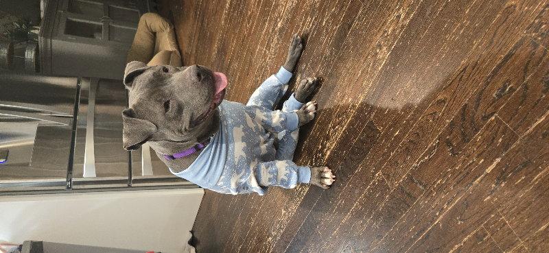 Enlarge Macy, a Adoptable Pit Bull Terrier in East Derry, NH image 3/3
