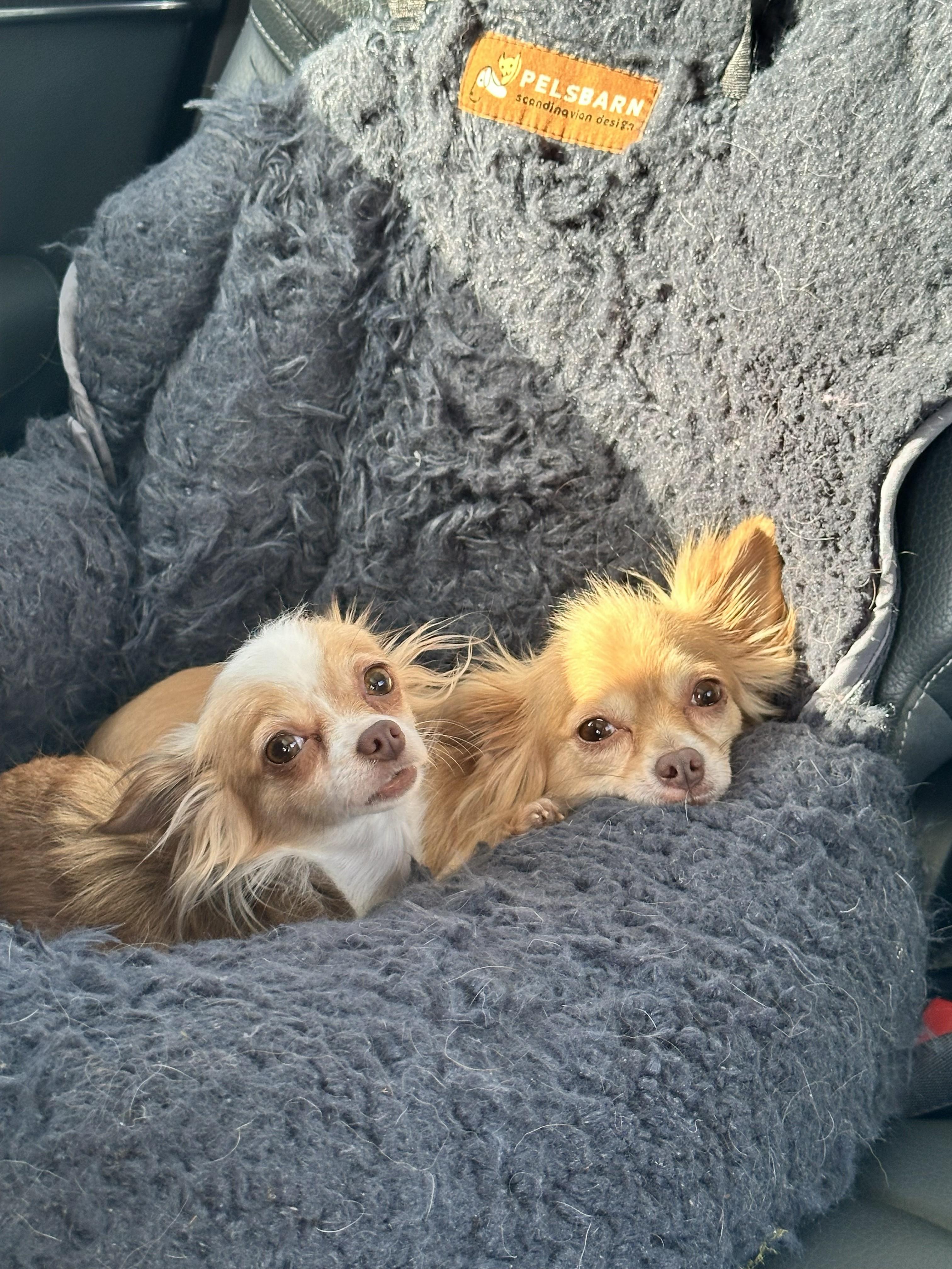 Enlarge Ruby (Fostered in NE), an adopted Chihuahua in Brooklyn, CT image 2/3