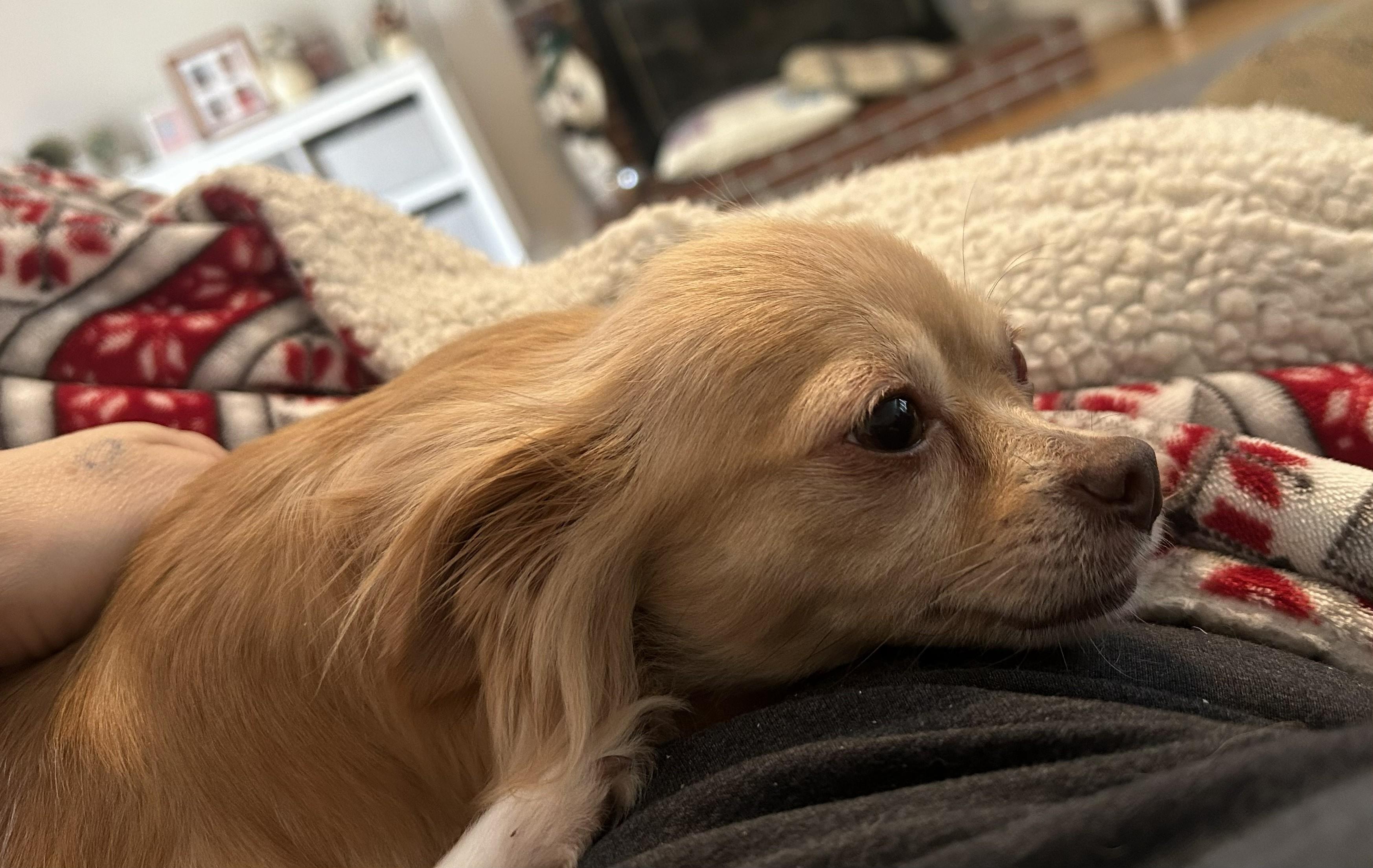 Ruby (Fostered in NE), adopted, Adult Female Chihuahua.