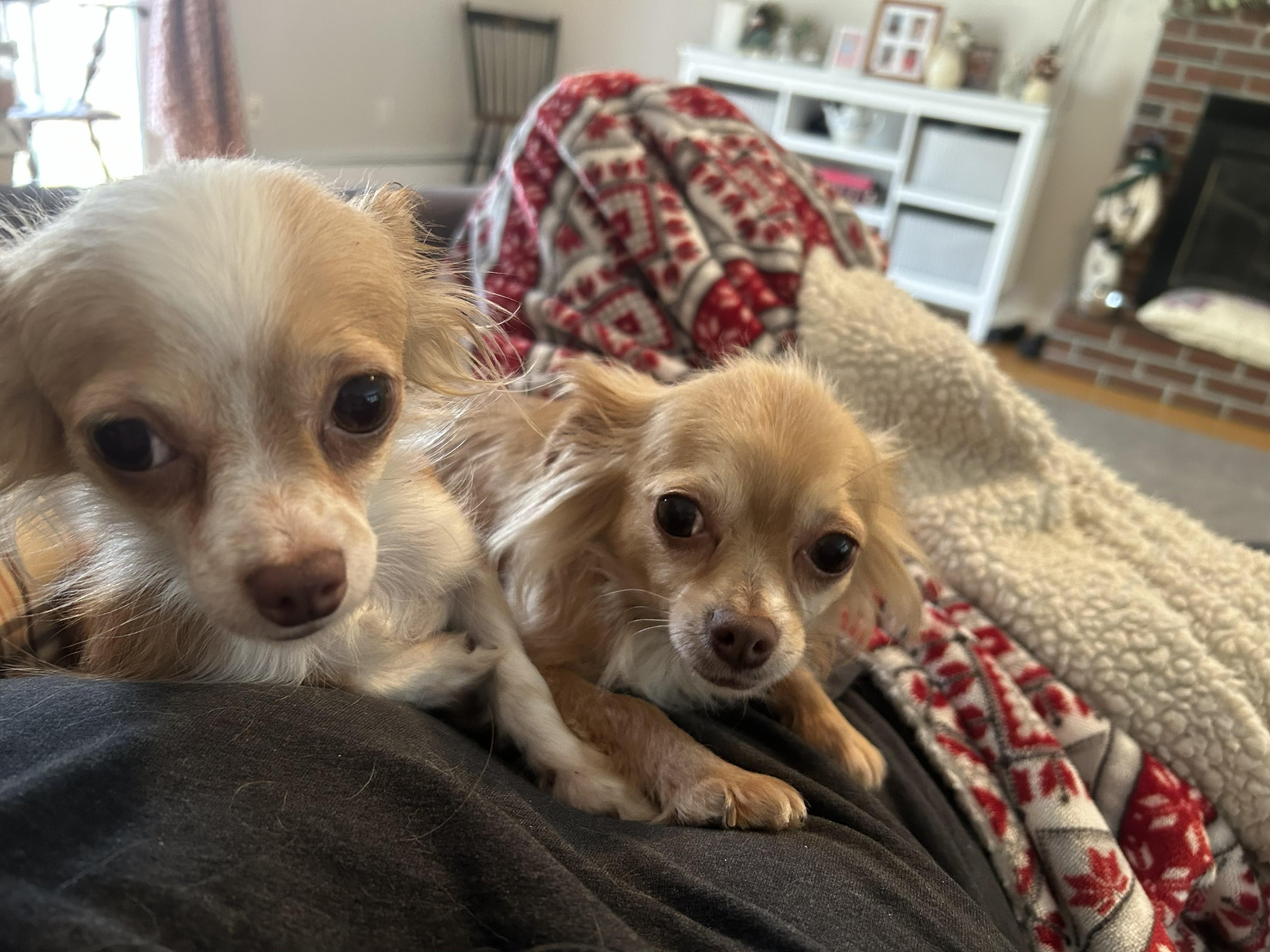 Enlarge Ruby (Fostered in NE), an adopted Chihuahua in Brooklyn, CT image 3/3