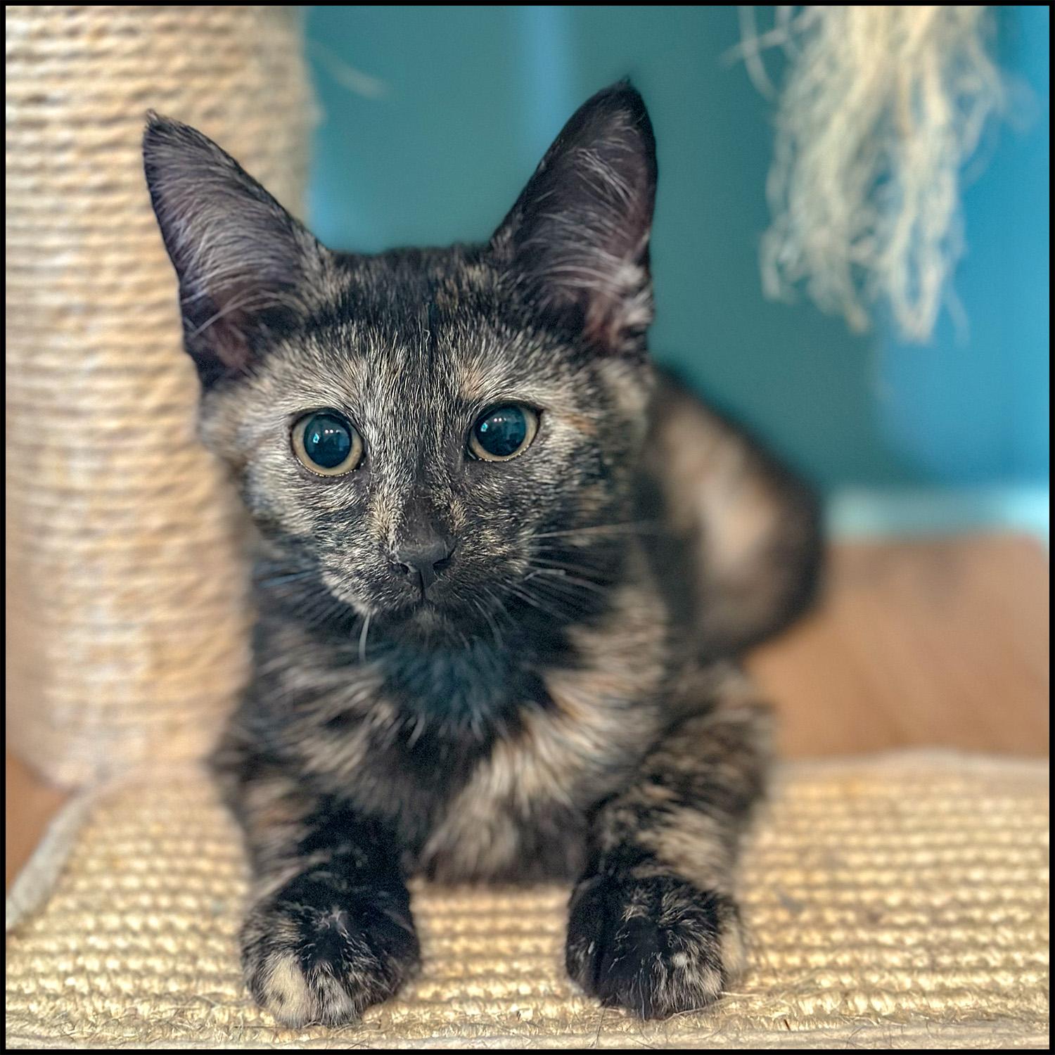 Miny, adoptable, Young Female Domestic Short Hair & Torbie.
