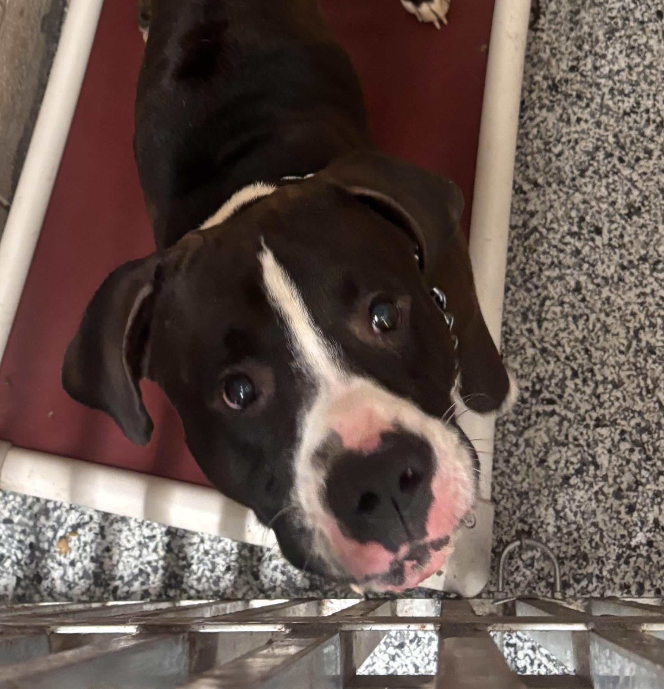 Milo, Adoptable, Adult Male Pit Bull Terrier.