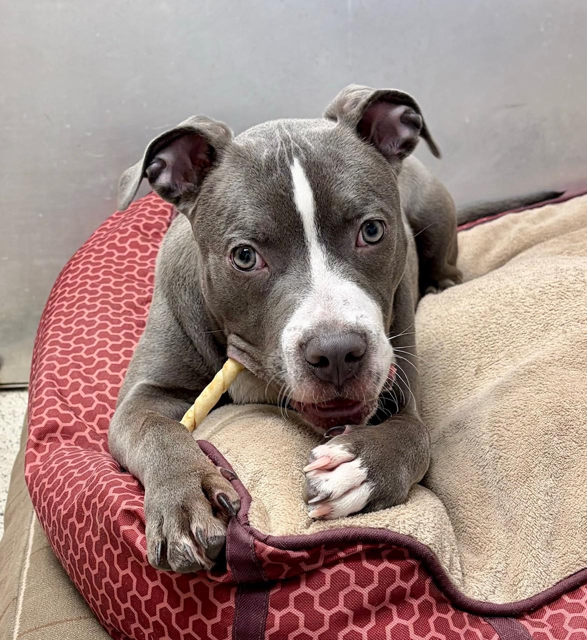 Enlarge COURTESY POST FOR WASA:  DARLA, a ADOPTABLE Pit Bull Terrier in Westport, CT image 1/3