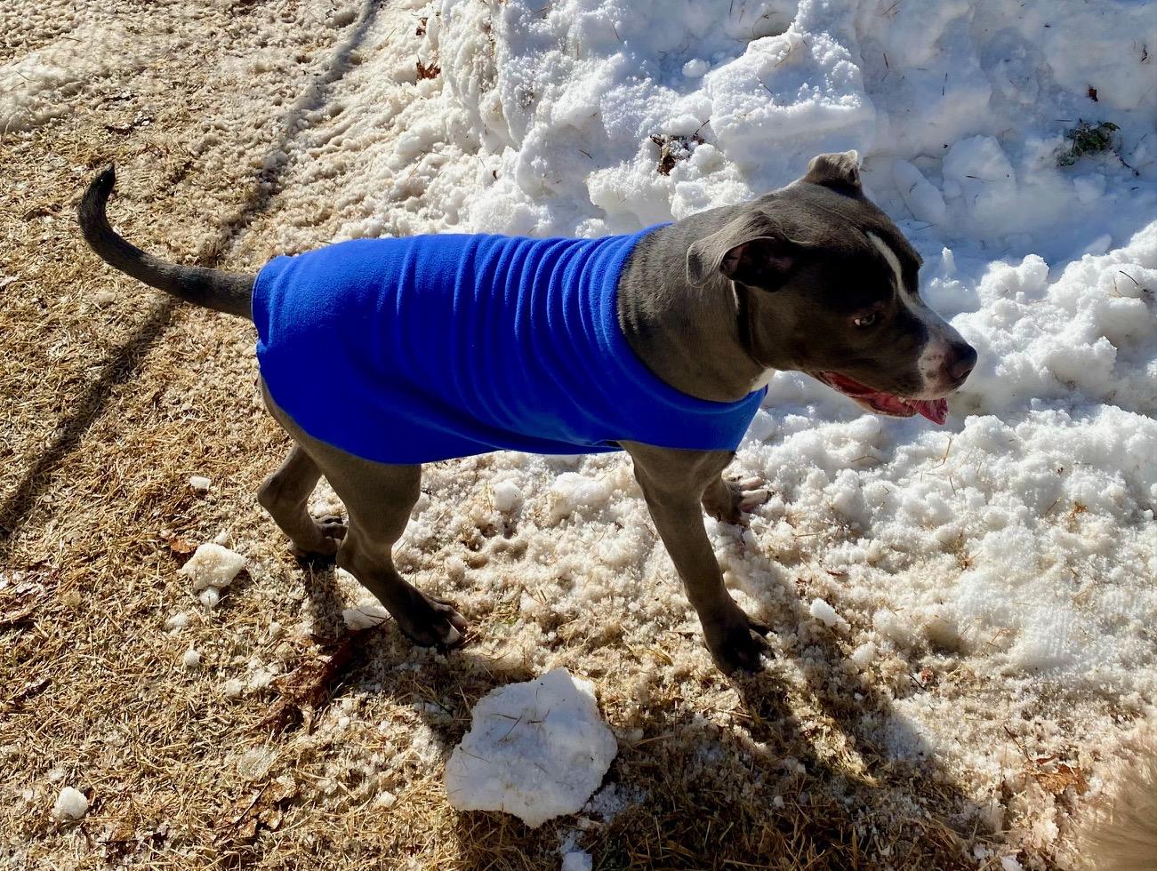 Enlarge COURTESY POST FOR WASA:  DARLA, a ADOPTABLE Pit Bull Terrier in Westport, CT image 3/3