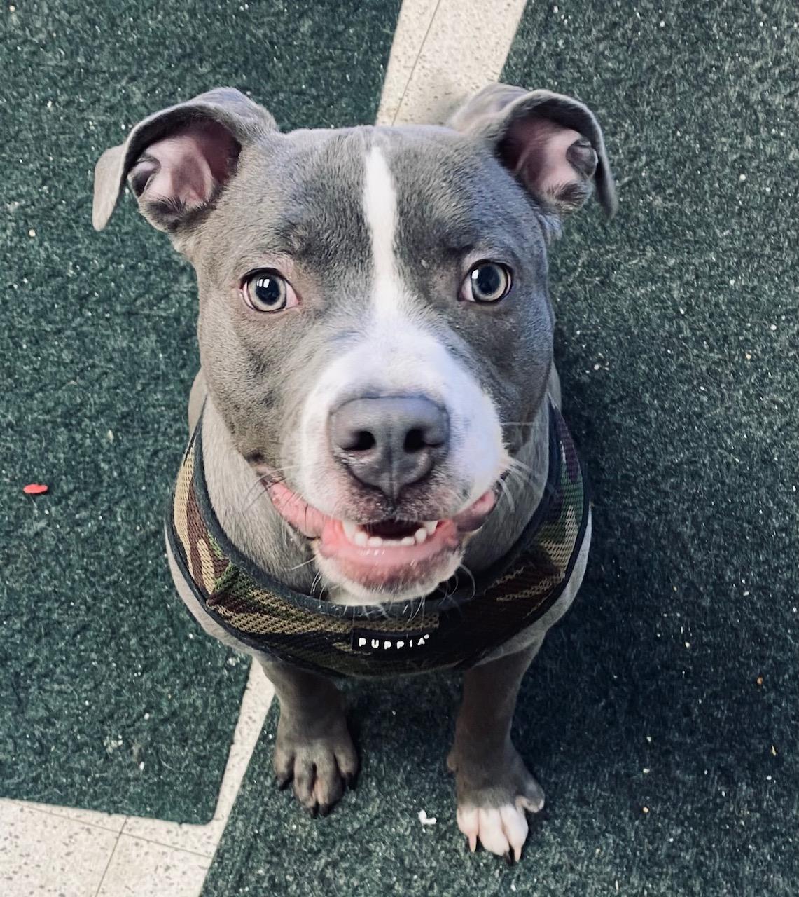 Enlarge COURTESY POST FOR WASA:  DARLA, a ADOPTABLE Pit Bull Terrier in Westport, CT image 2/3