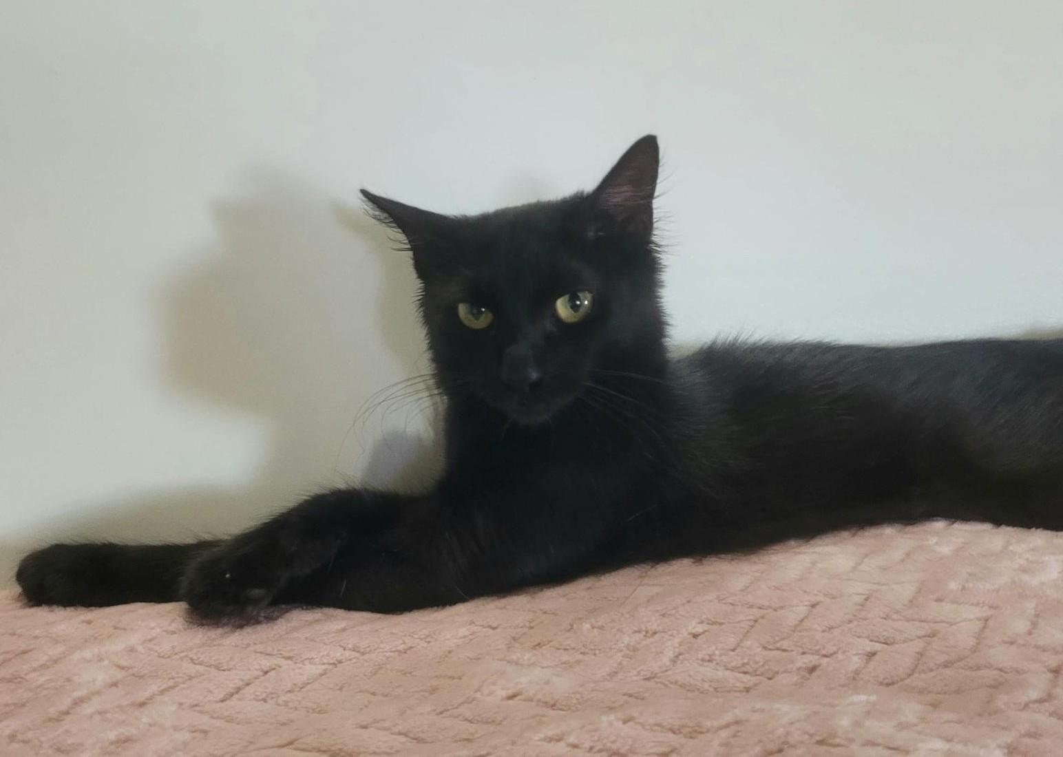 Juliana, a ADOPTABLE American Shorthair in Kearny, NJ image 2/5