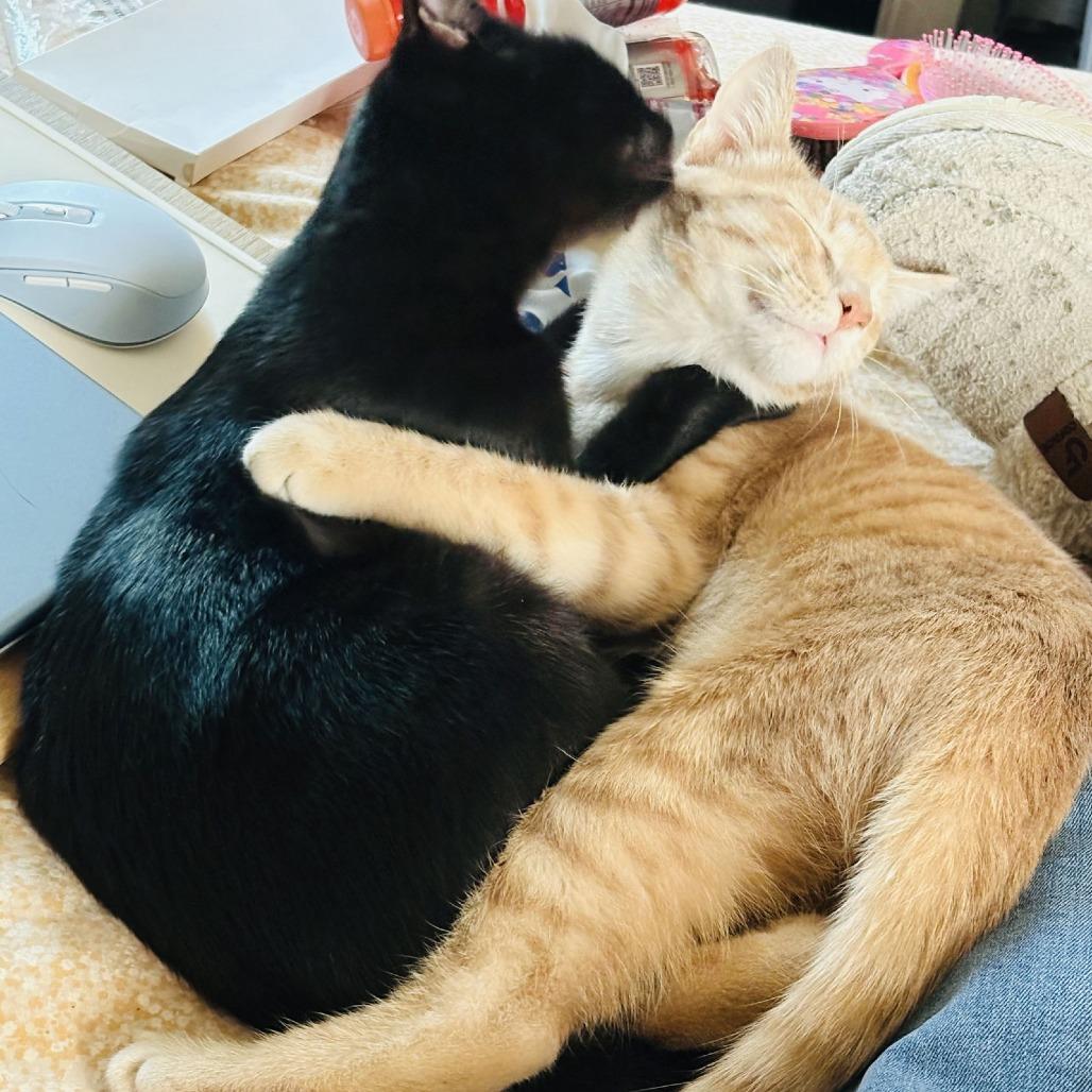 Macaroon C9768, Adoptable, Young Female Domestic Short Hair.