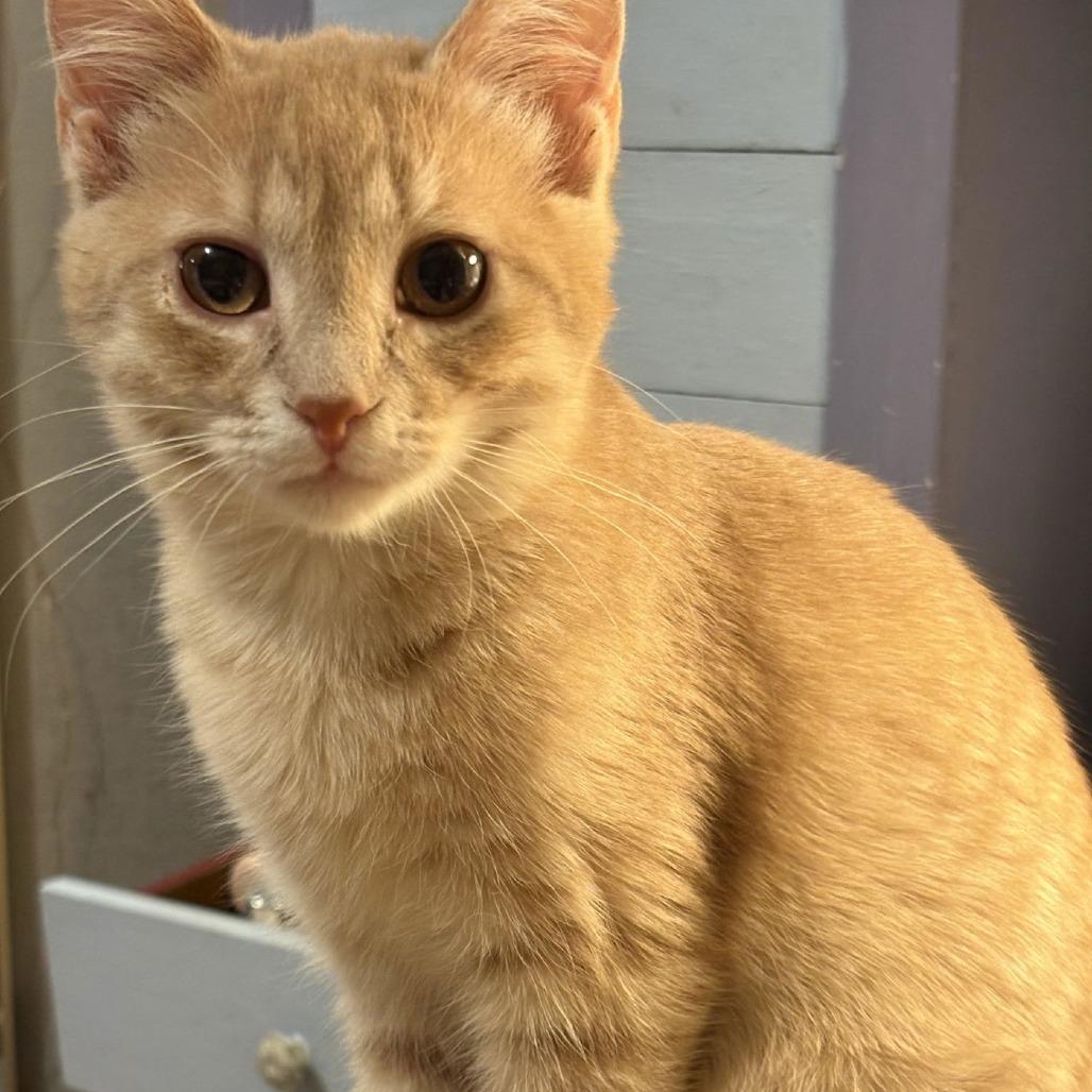 Enlarge Macaroon C9768, a Adoptable Domestic Short Hair in Princeton, MN image 2/6