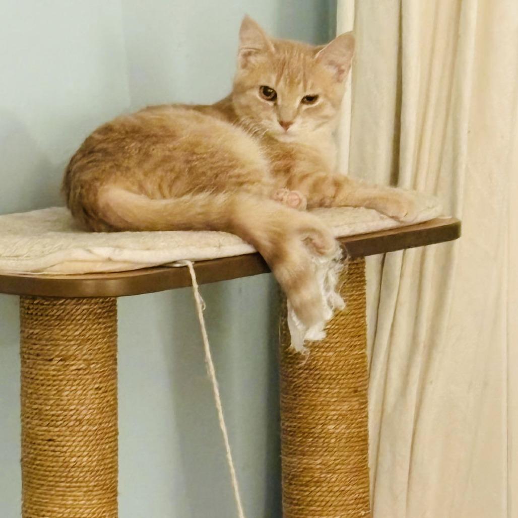 Enlarge Macaroon C9768, a Adoptable Domestic Short Hair in Princeton, MN image 3/6