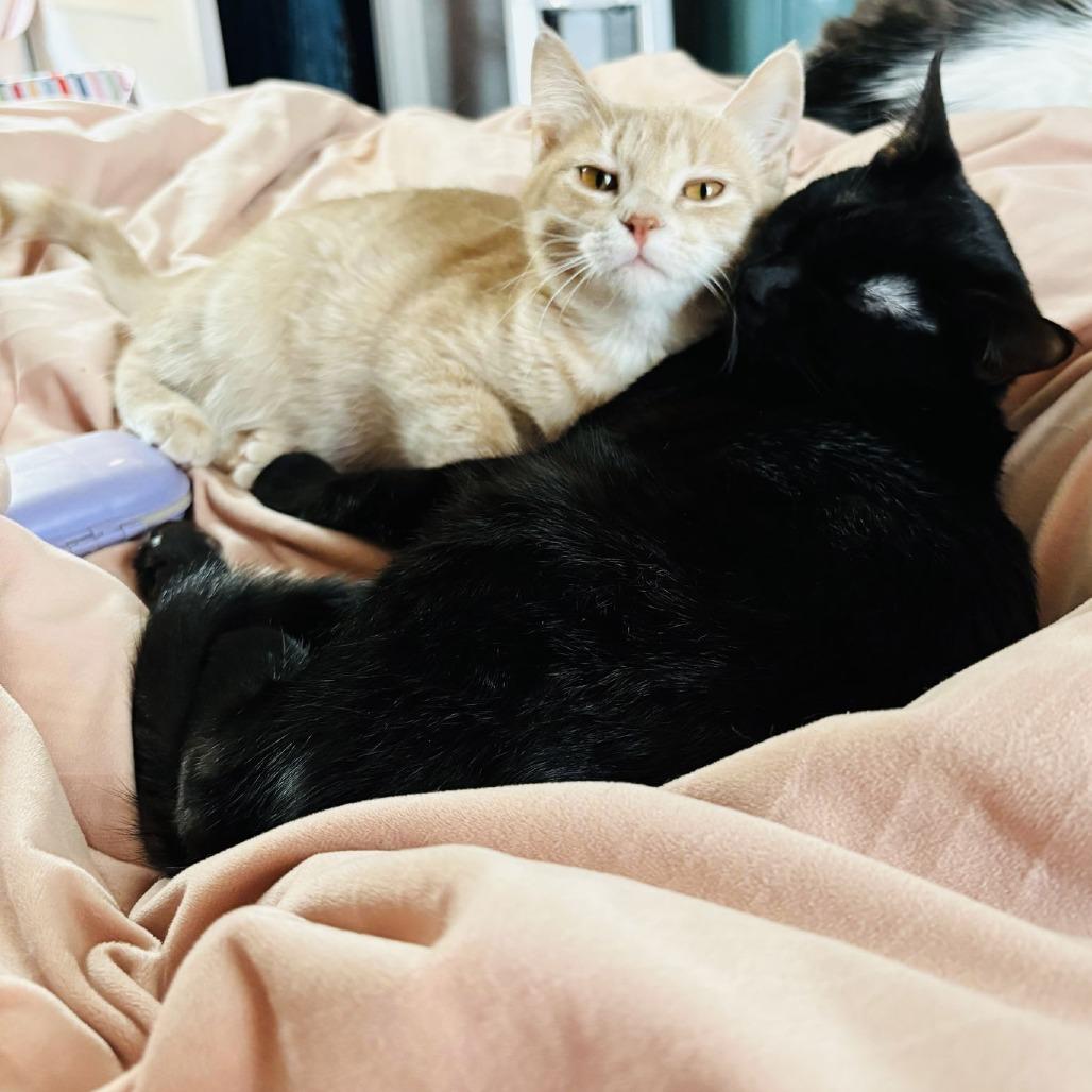 Enlarge Macaroon C9768, a Adoptable Domestic Short Hair in Princeton, MN image 4/6