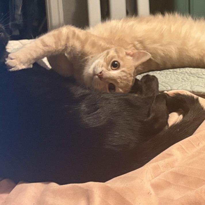 Enlarge Macaroon C9768, a Adoptable Domestic Short Hair in Princeton, MN image 5/6