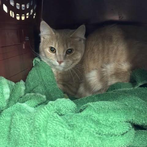 Enlarge Macaroon C9768, a Adoptable Domestic Short Hair in Princeton, MN image 6/6