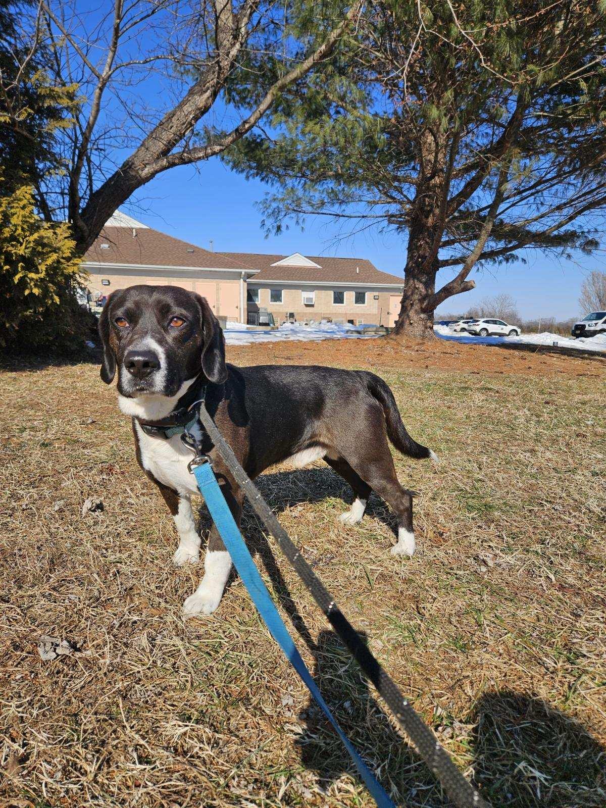 Jagger, ADOPTABLE, Adult Male Beagle.
