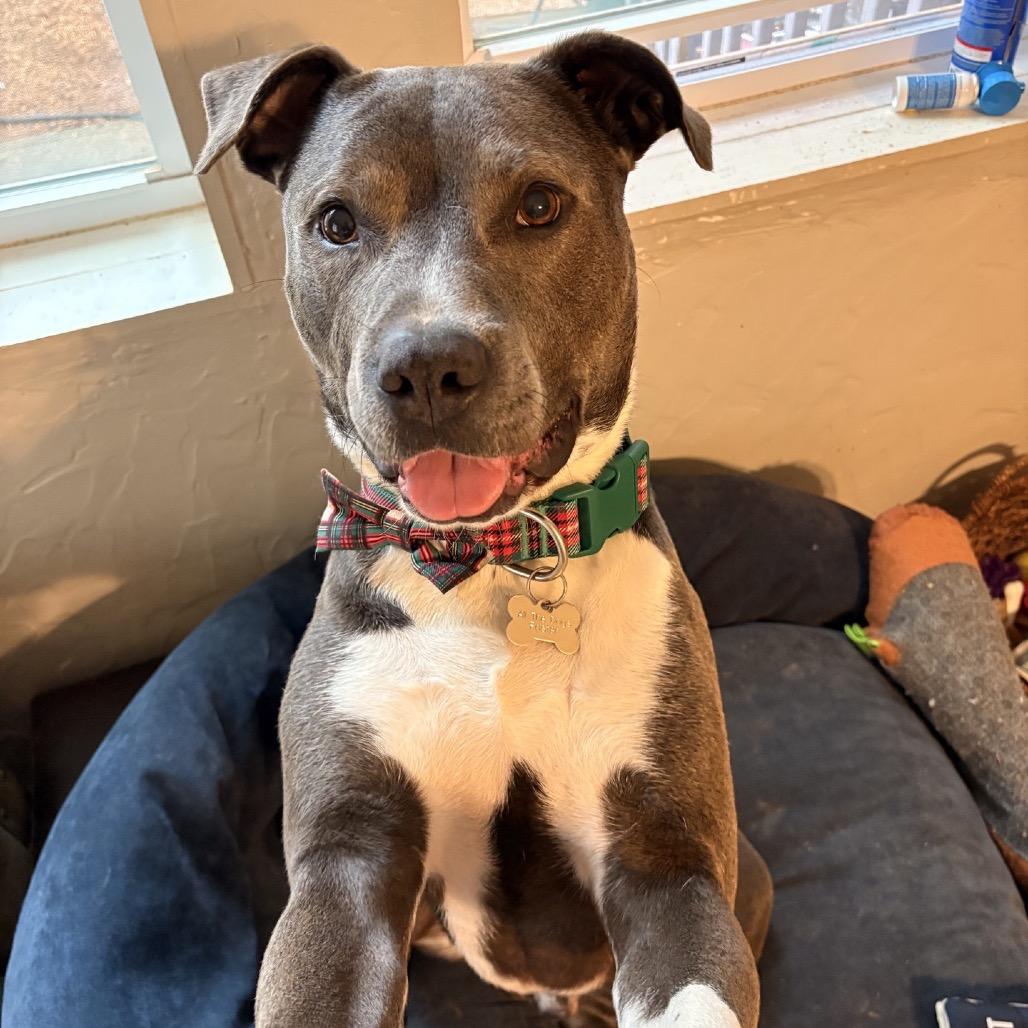 Enlarge Tux (Adoption Fee SPONSORED!), a Adoptable Mixed Breed in Alabaster, AL image 4/6