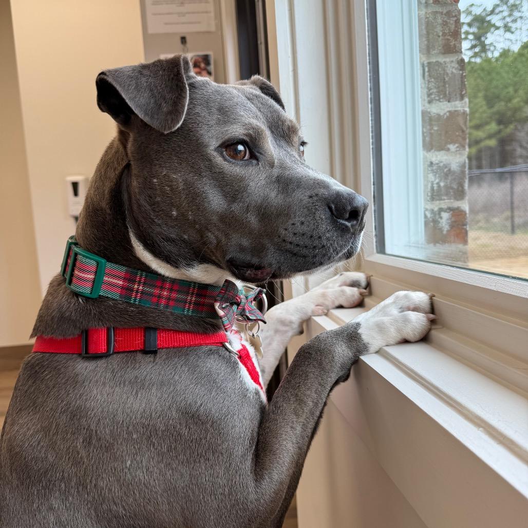 Tux (Adoption Fee SPONSORED!), a Adoptable Mixed Breed in Alabaster, AL image 6/6