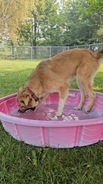 Enlarge Deniro, a Adoptable mixed breed in Cobourg, ON image 2/2