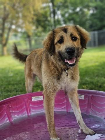 Deniro, Adoptable, Adult Male Golden Retriever & Great Pyrenees.