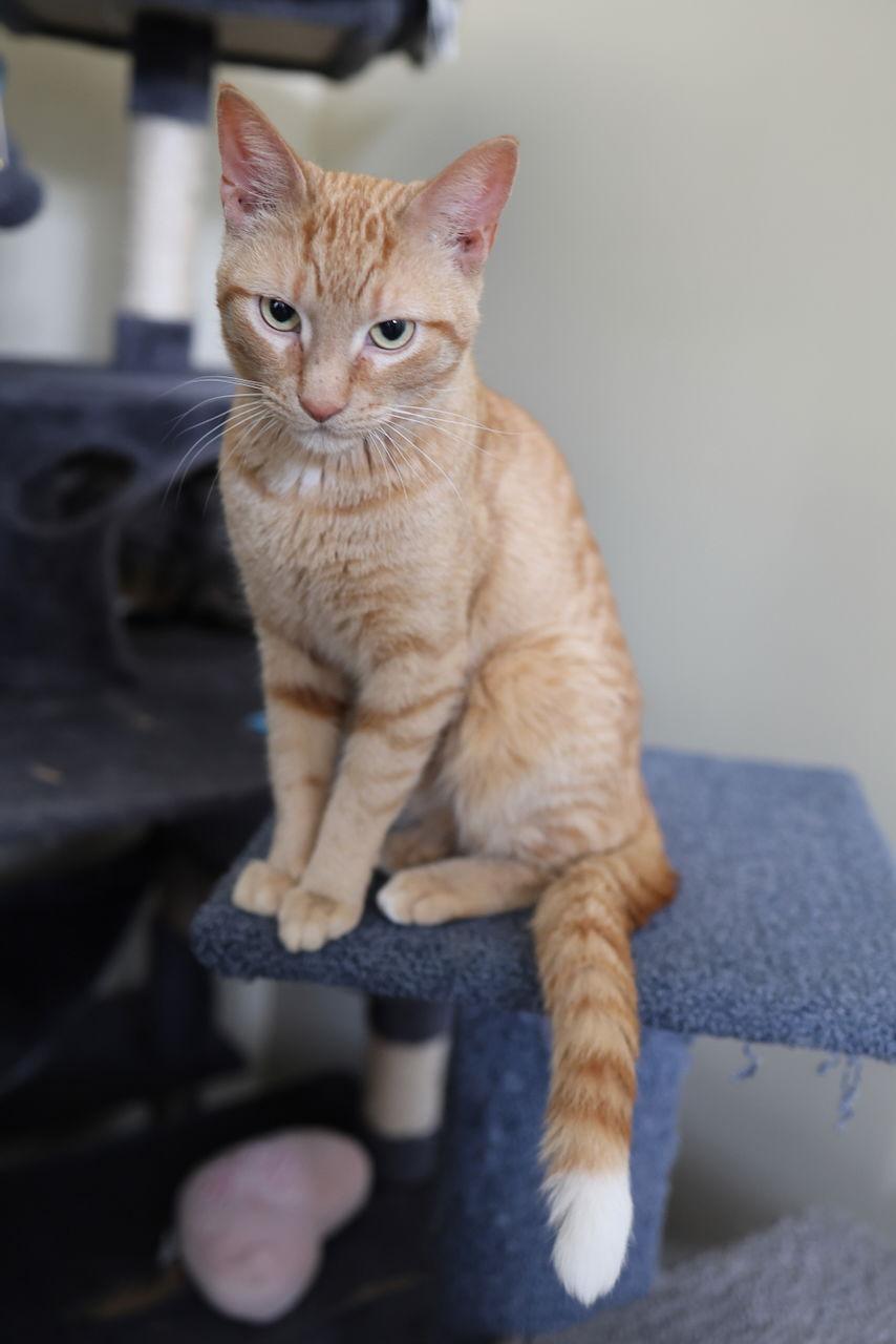 Rusty, Adopted, Young Male Domestic Short Hair.