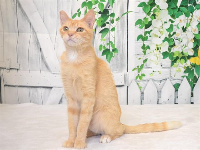 SONNY, Adoptable, Adult Male Domestic Short Hair & Domestic Short Hair.