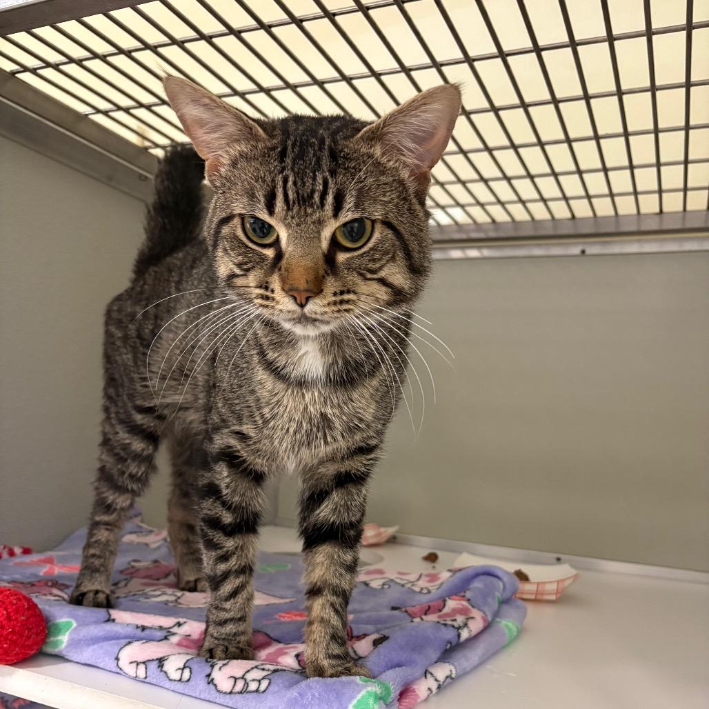 Enlarge Buddy, a Adoptable Domestic Short Hair in Chesapeake, VA image 1/1