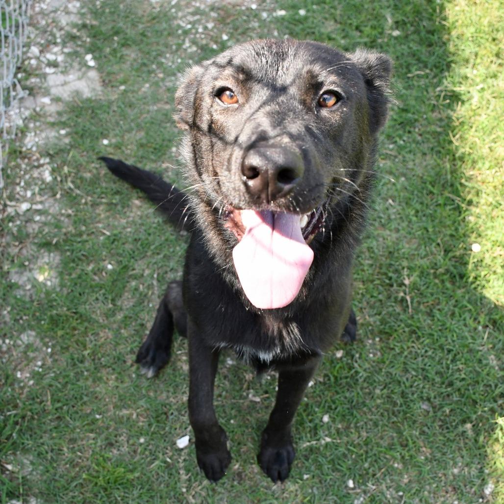 Gordito, Adoptable, Young Male Shepherd & Mixed Breed.