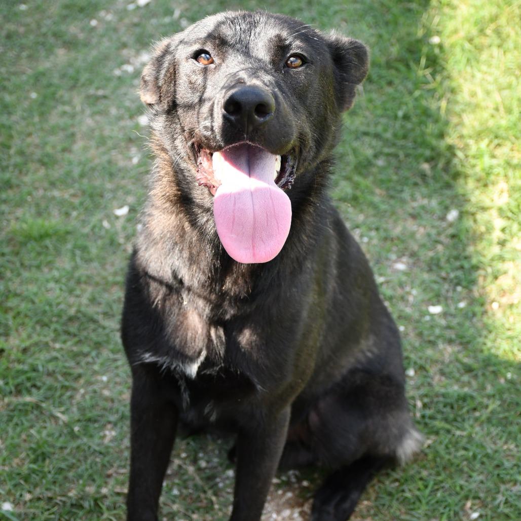 Gordito, a Adoptable mixed breed in Beaumont, TX image 2/6
