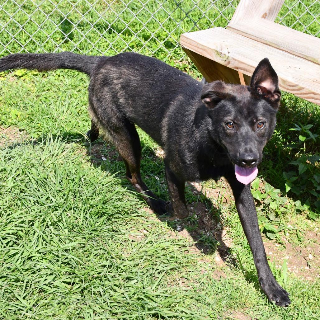 Gordito, a Adoptable mixed breed in Beaumont, TX image 3/6