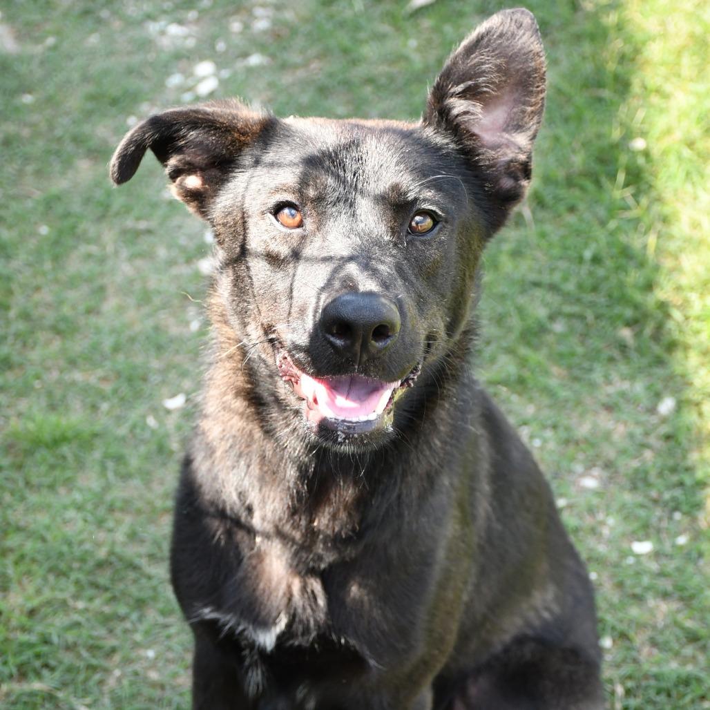 Gordito, a Adoptable mixed breed in Beaumont, TX image 4/6