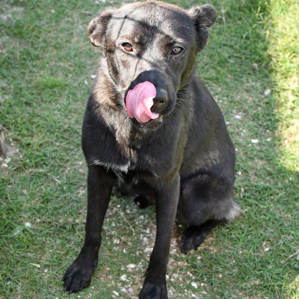 Gordito, a Adoptable mixed breed in Beaumont, TX image 5/6