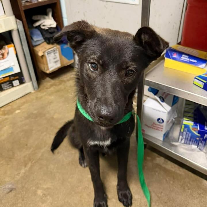 Gordito, a Adoptable mixed breed in Beaumont, TX image 6/6