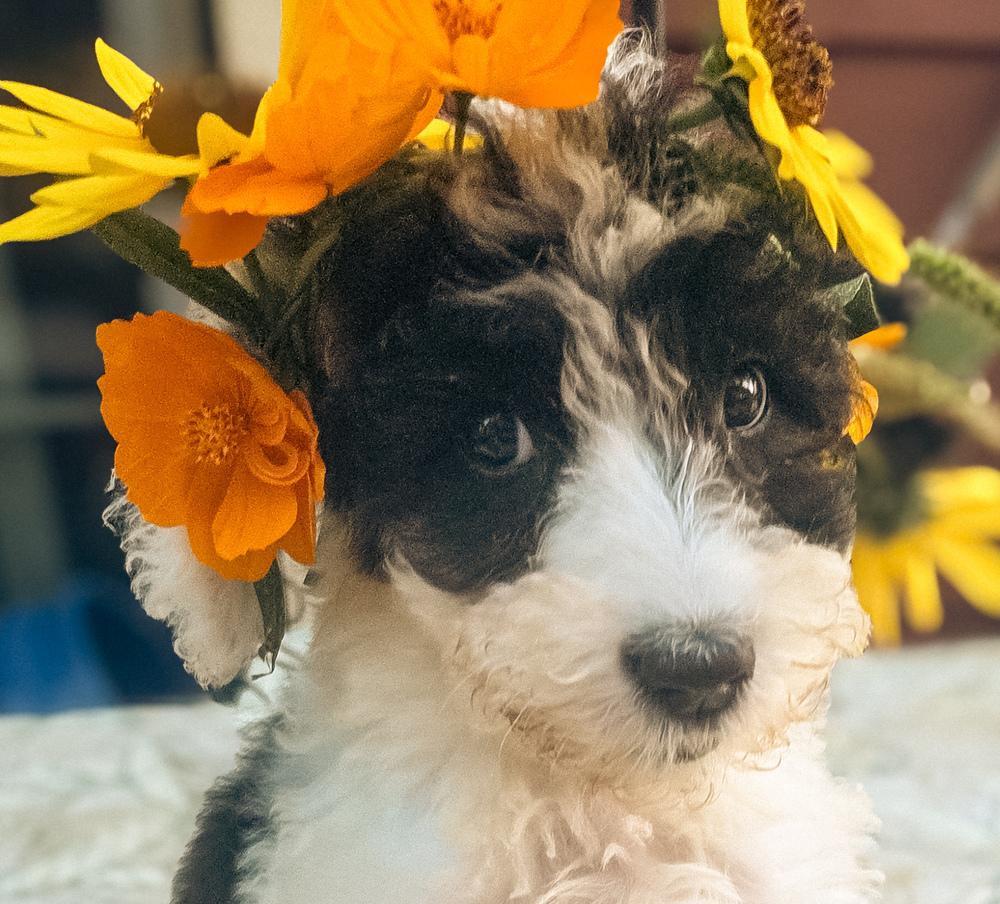 Enlarge Jolene, a Adoptable mixed breed in Columbus, OH image 4/5