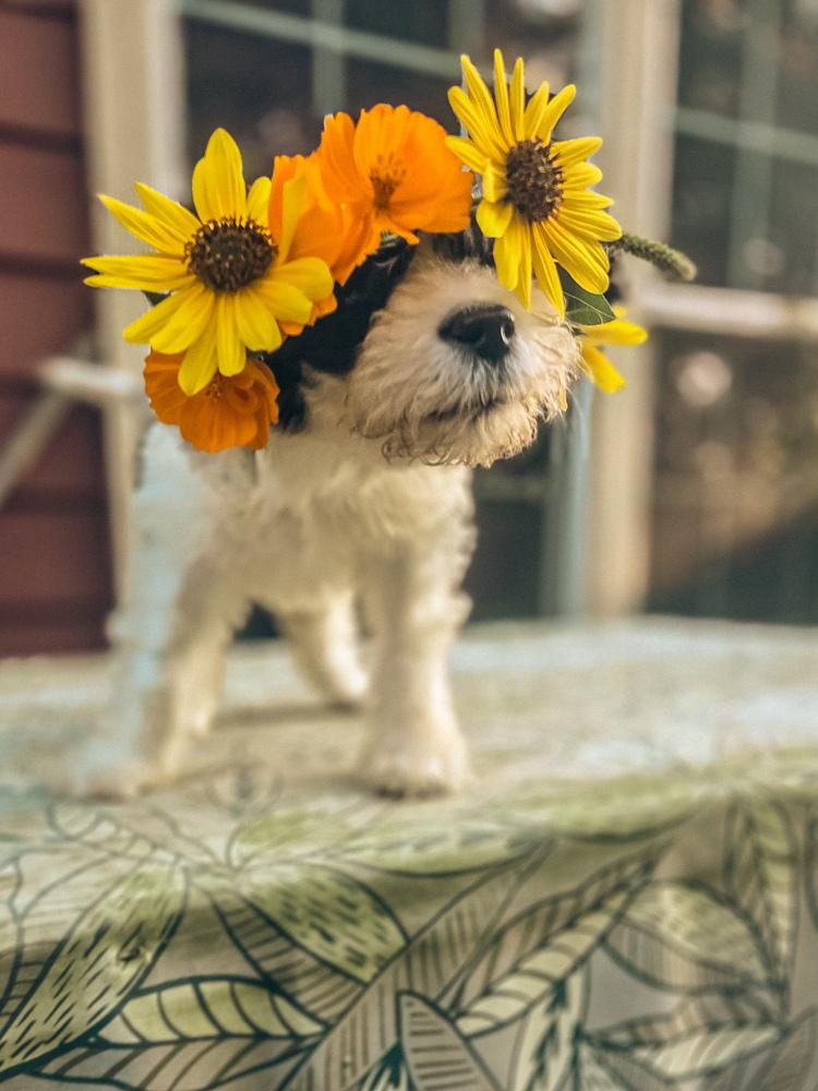 Enlarge Jolene, a Adoptable mixed breed in Columbus, OH image 5/5