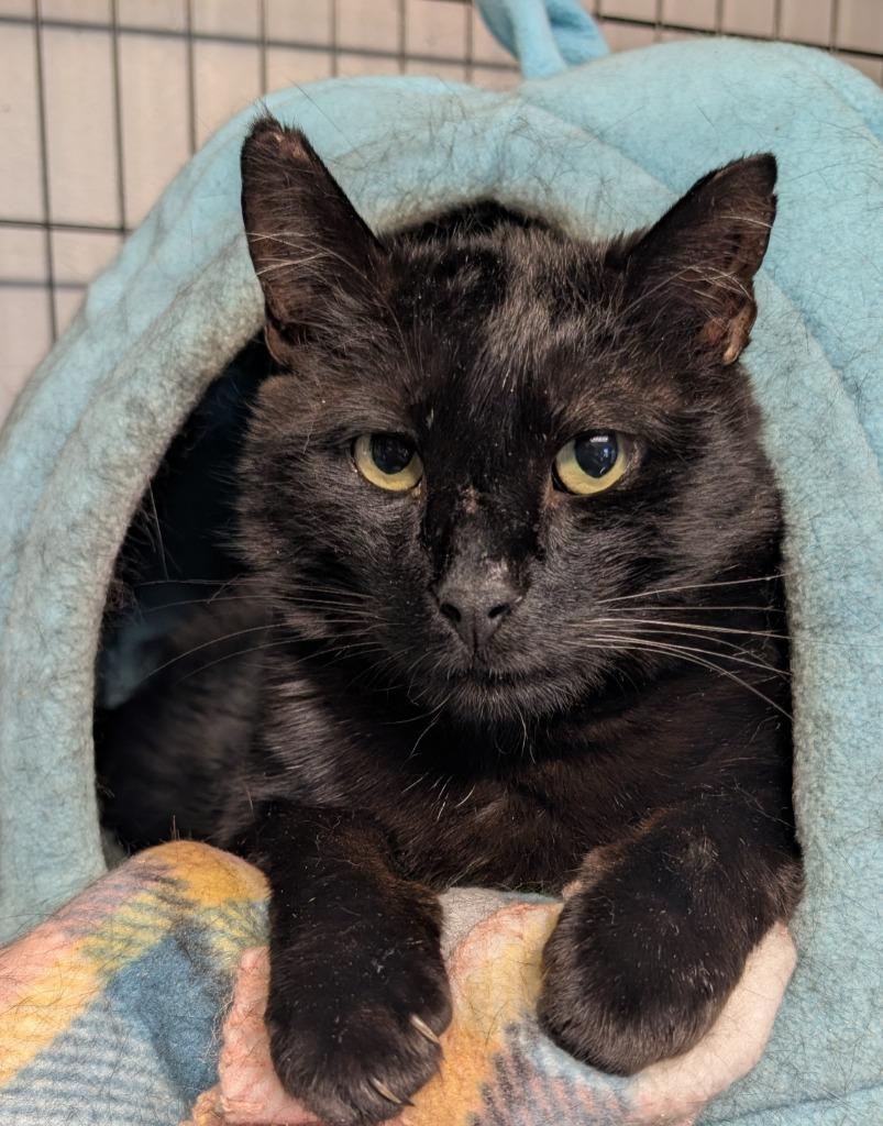 Silky, Adoptable, Adult Male Domestic Short Hair.