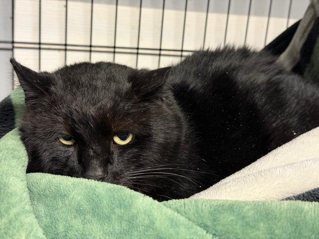 Silky, a Adoptable mixed breed in Windsor, CT image 2/2