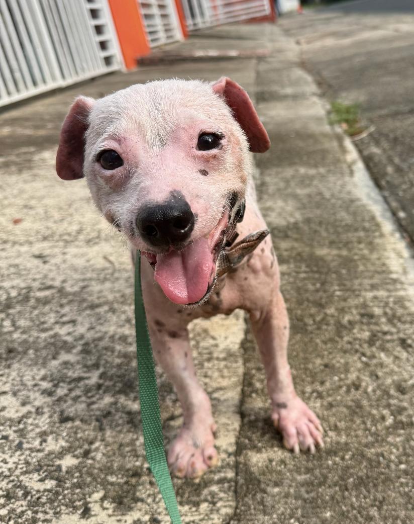 Enlarge Chance - So Full of Hope, a Adoptable mixed breed in STANHOPE, NJ image 3/6