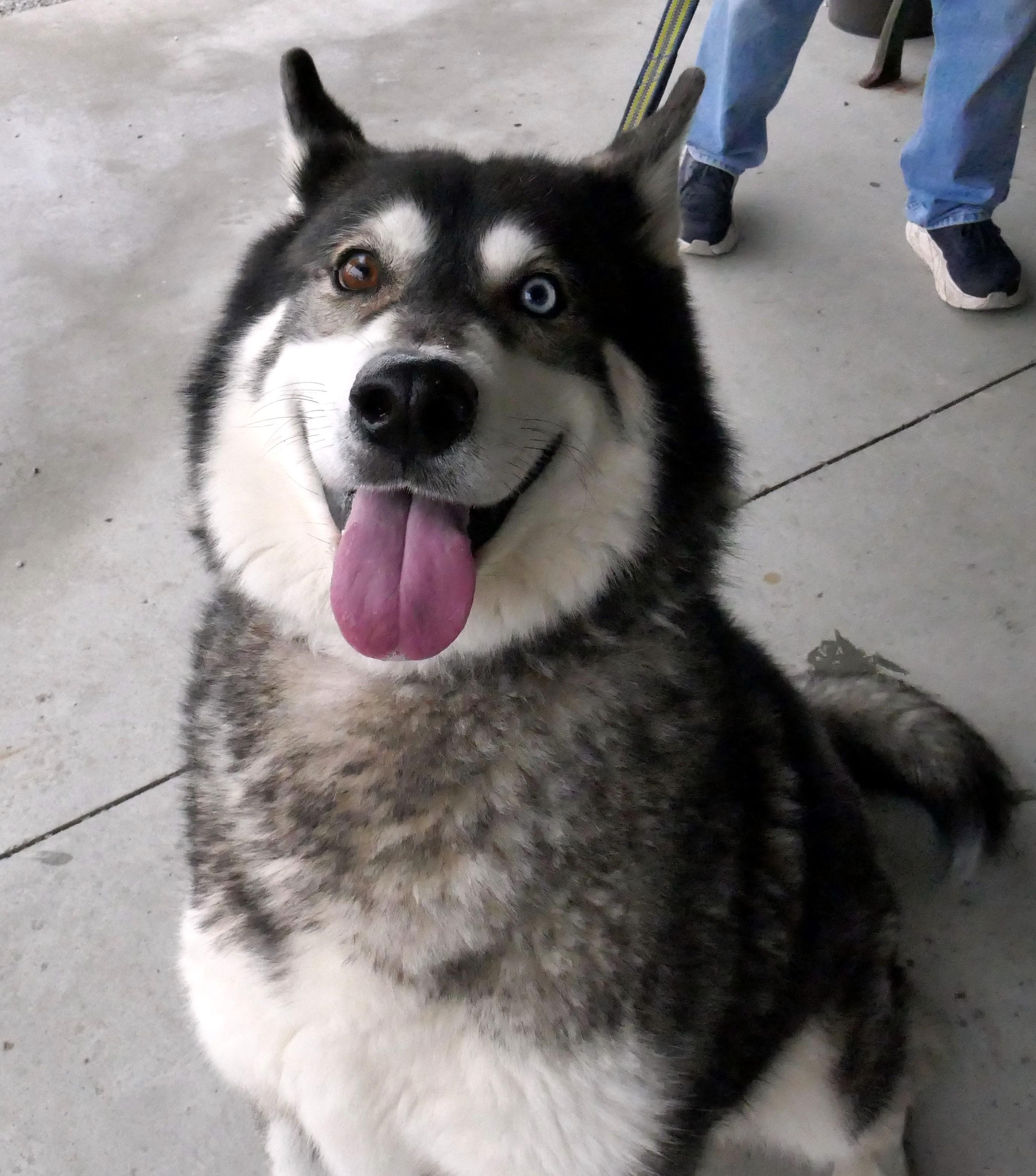 Enlarge FLOWER-See New Video!  Seeks Mal-Experienced Home to Heal Broken Heart-Loves Kids!, a Adopted mixed breed in Indianapolis, IN image 6/6