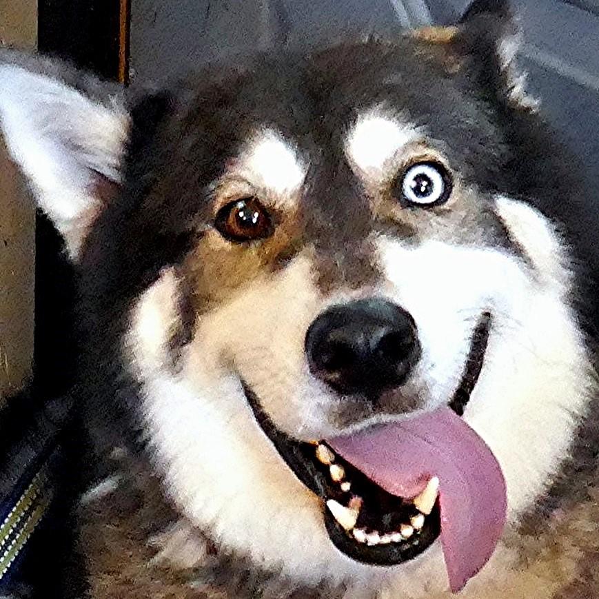 Enlarge FLOWER-See New Video!  Seeks Mal-Experienced Home to Heal Broken Heart-Loves Kids!, a Adopted mixed breed in Indianapolis, IN image 1/6