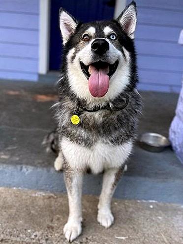 Enlarge FLOWER-See New Video!  Seeks Mal-Experienced Home to Heal Broken Heart-Loves Kids!, a Adopted mixed breed in Indianapolis, IN image 5/6