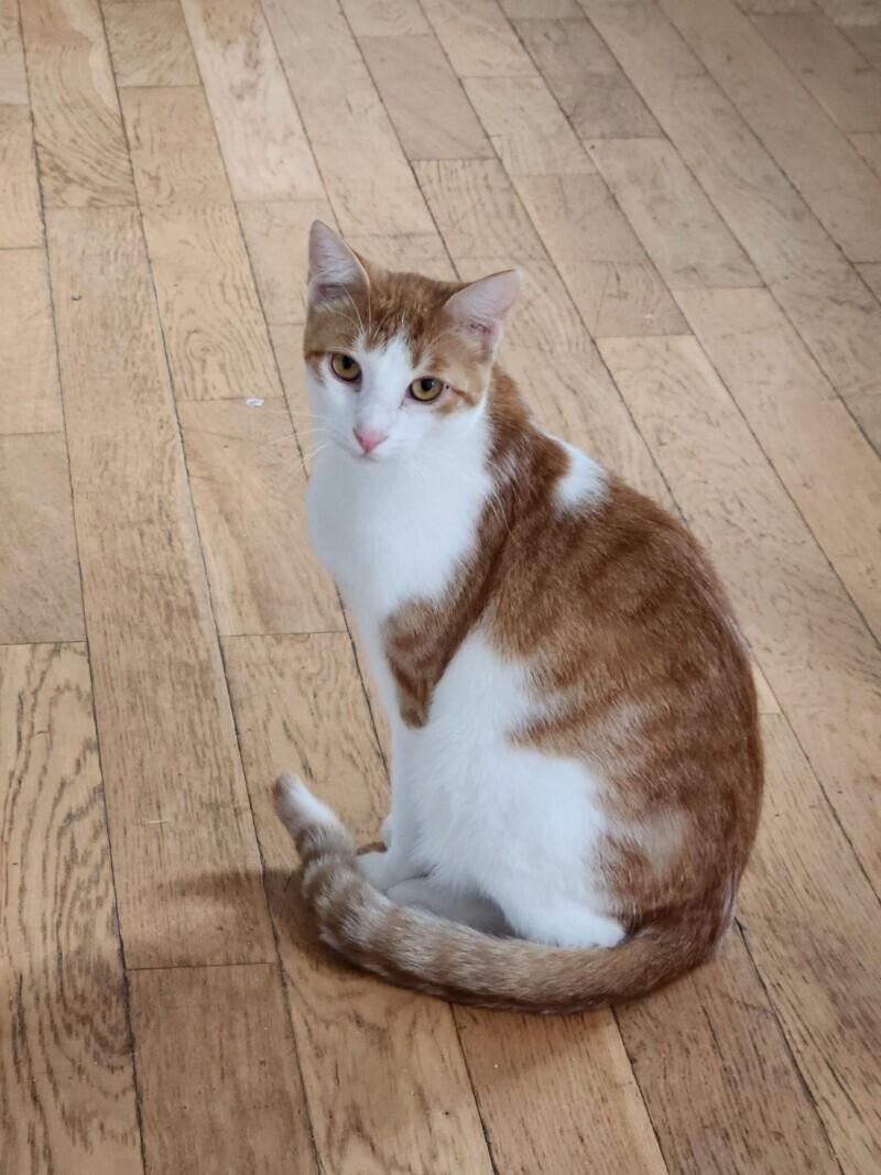 Sheldon, a Adoptable Domestic Short Hair in Adrian, MI image 1/2