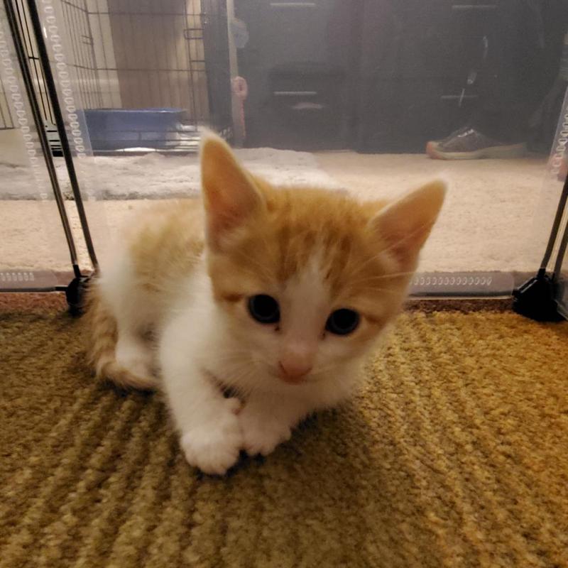 Sheldon, a Adoptable Domestic Short Hair in Adrian, MI image 2/2