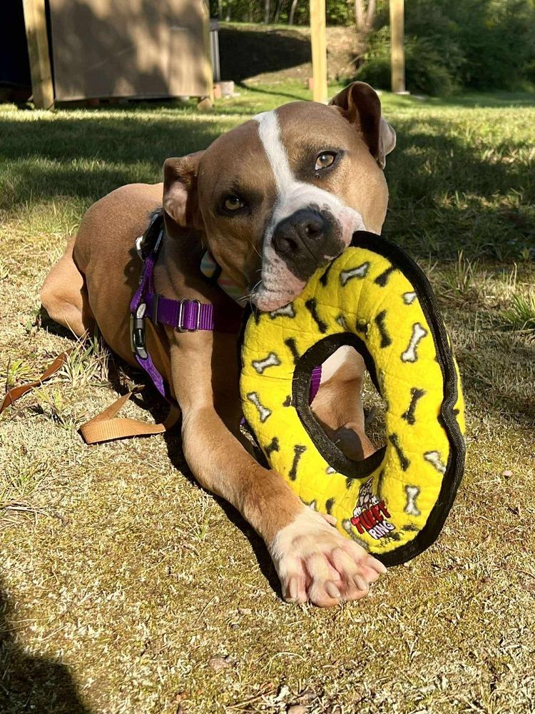 Polly, a Adoptable Pit Bull Terrier in Amherst, NY image 1/6