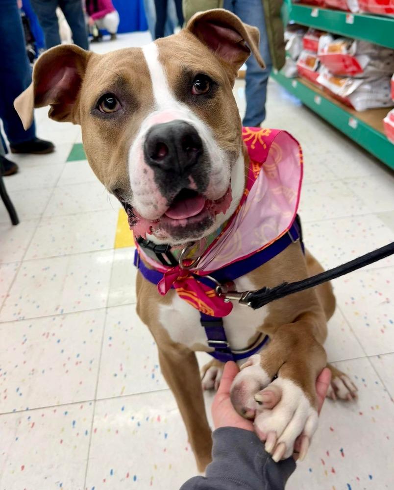 Enlarge Polly, a Adoptable Pit Bull Terrier in Amherst, NY image 1/6