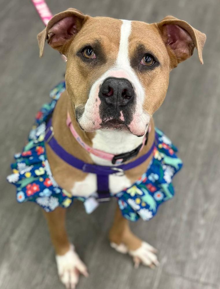 Enlarge Polly, a Adoptable Pit Bull Terrier in Amherst, NY image 2/6