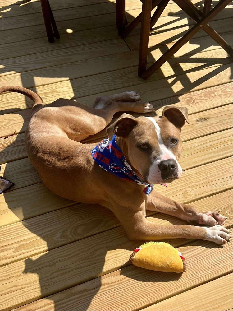 Polly, Adoptable, Adult Female Pit Bull Terrier.