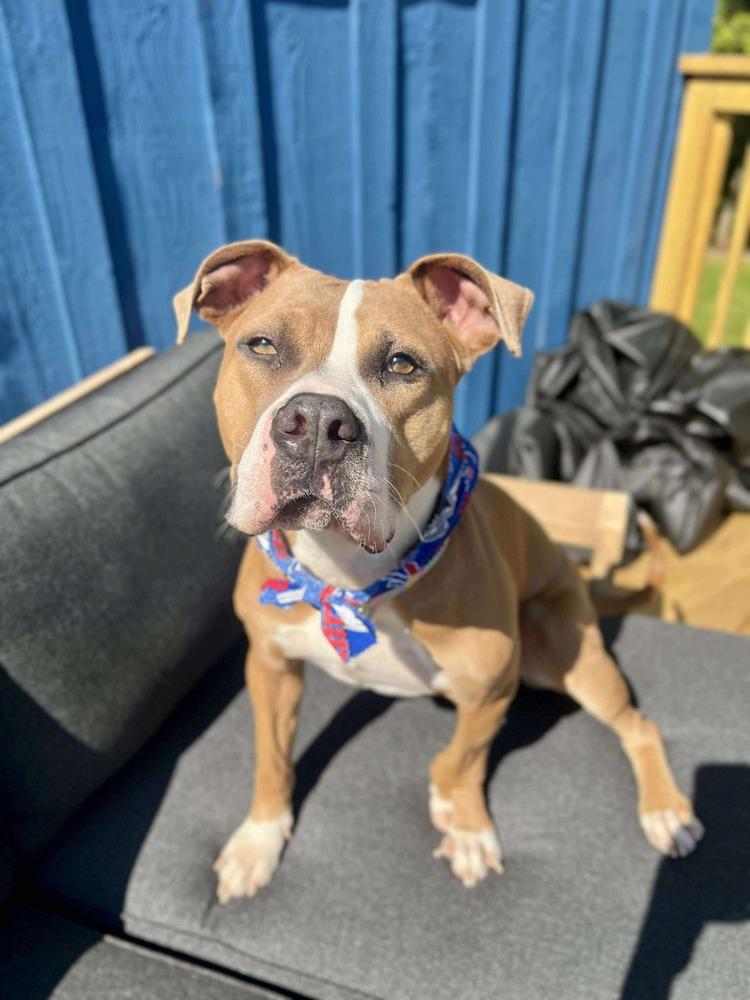 Polly, a Adoptable Pit Bull Terrier in Amherst, NY image 3/6