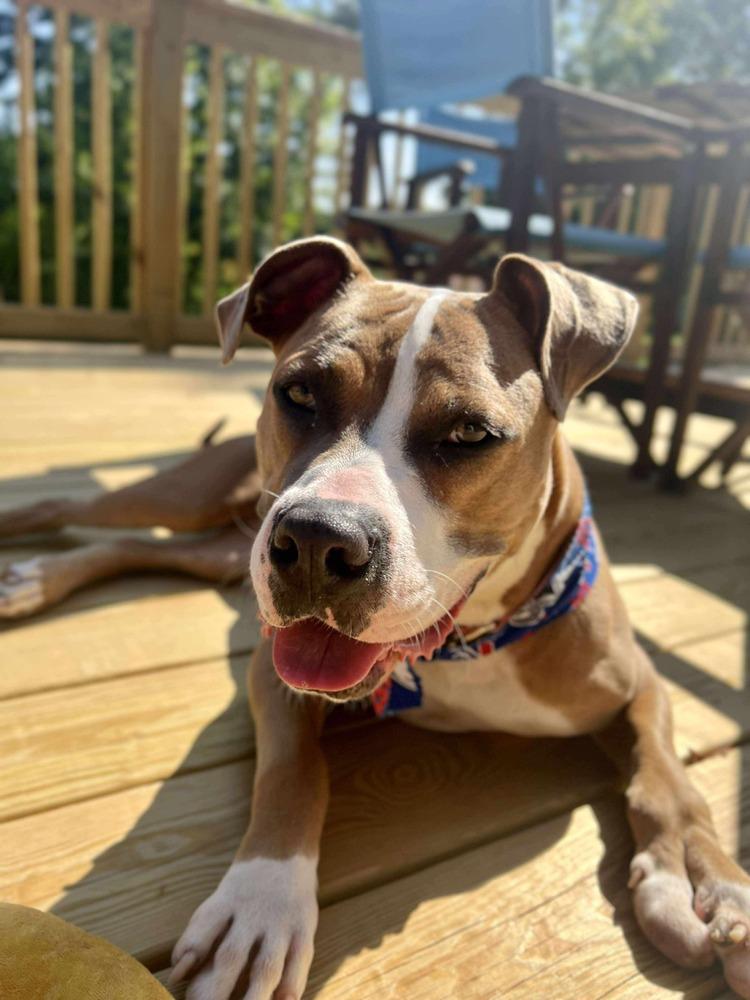 Polly, a Adoptable Pit Bull Terrier in Amherst, NY image 6/6